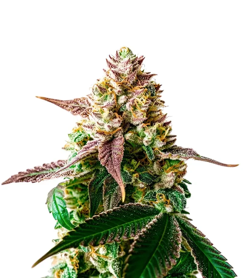 Slurricane Cookies Seeds (Dutch Passion)