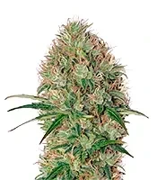 Graines de cannabis Super Bud Auto (GHS)