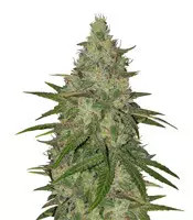Z feminized seeds (Original Sensible Seeds)