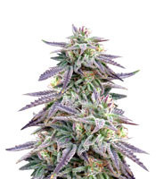 Blue OX regular seeds