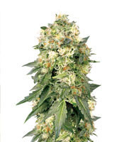 Graines de cannabis White Widow (White Label)