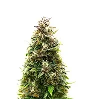 California Cream Auto Seeds (Humboldt Seed Company)