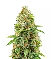 Do-si-Dos Feminized Seeds (Herbies Seeds USA)