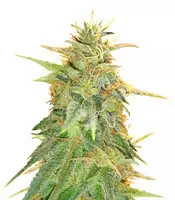 Semi femminizzati Z Gorilla
