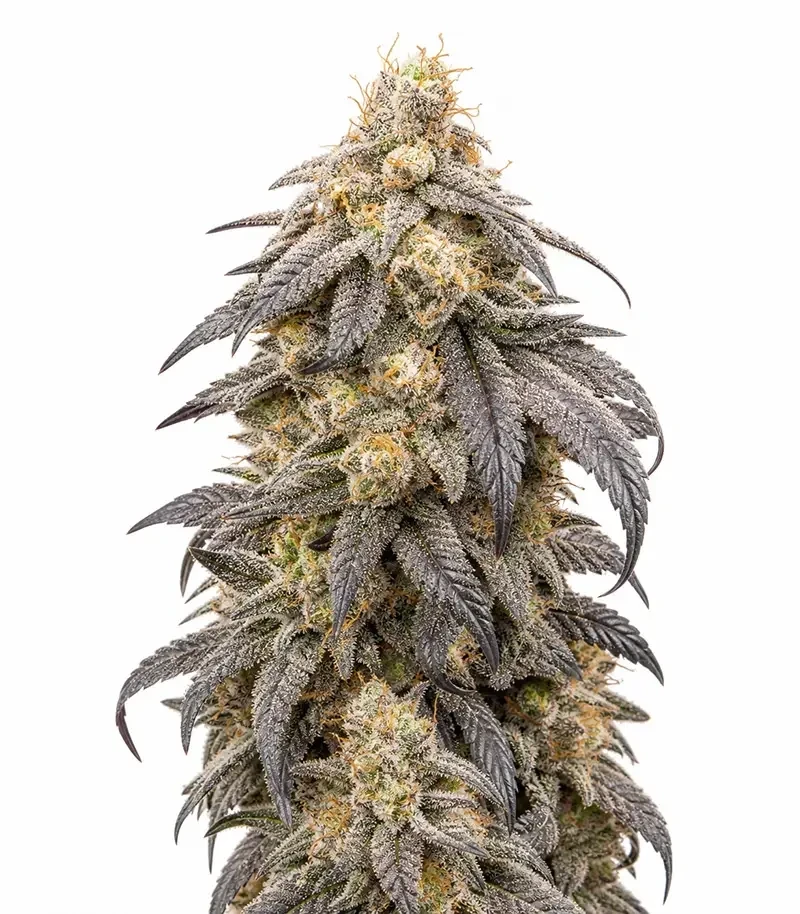 RS11 x Banana OG Seeds (Barney's Farm)