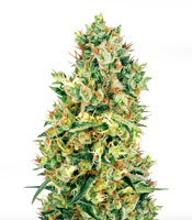 Graines de cannabis Doctor Jamaica Auto (Vision Seeds)