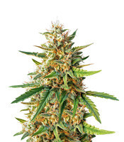 Early Girl regular (Sensi Seeds)