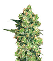 Super Skunk feminized seeds (White Label)