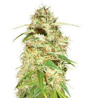 Zamaldelica (Ace Seeds)