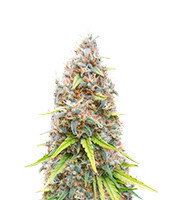 Powerplant Fast Version (Herbies Seeds)
