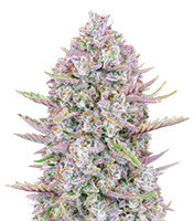 Purple Punch Auto Feminized Seeds (Fast Buds)
