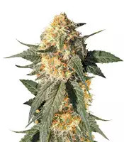 Blackberry Gum feminized seeds