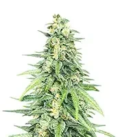Dozy Cookies Seeds (AlphaFem Seeds)