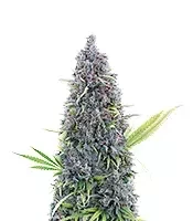 Semi Femminizzati Durban Thai x C99 (Brothers Grimm Seeds)