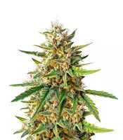 Early Girl regular (Sensi Seeds)