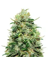 Graines de cannabis Moby Dick (GHS)