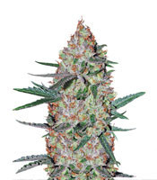 American Beauty feminized seeds