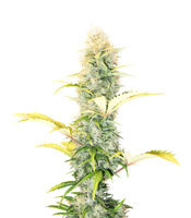 Early Pearl regular (Sensi Seeds) Cannabis-Samen