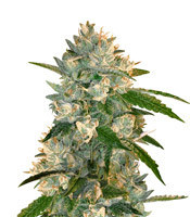 Graines de cannabis Kandy Kush Regular (Reserva Privada)