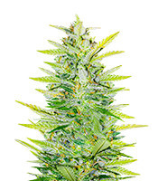 Sementes Feminizadas de Dozy Whale (AlphaFem Seeds)