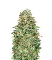 Critical Poison Fast Version feminized seeds