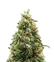 Girl Scout Cookies Seeds