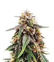 OG Critical feminized seeds