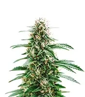 Santa Muerte Fast Seeds