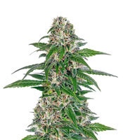 Early Skunk Automatic feminized seeds