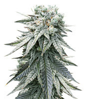 Semi femminizzati Grandaddy Purple (Big Head Seeds)