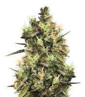 Pineapple Punch regular seeds