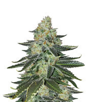 Graines de cannabis Purple Kush (Kannabia Seeds)