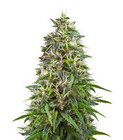 Somaui feminized seeds