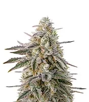 Air Lemon (Super Lemon Haze x RS11) Seeds