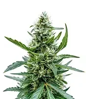 Auto Northern Lights XXL feminized seeds