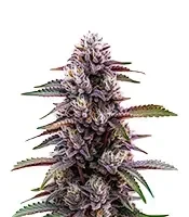 Blackberry Moonrocks Auto Seeds