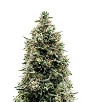 Custard Cream feminized seeds