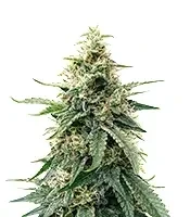 Durban Poison Seeds