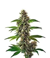 Fat Bastard Auto Seeds