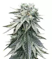 Grandaddy Purple feminized seeds (Big Head Seeds)