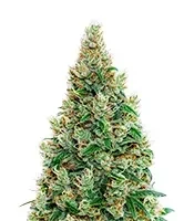 Semi femminizzati Green-O-Matic Auto
