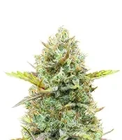 Guava x Gelato 41 Auto Seeds