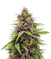 Purple Haze Auto Seeds