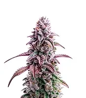 Slurricane Seeds