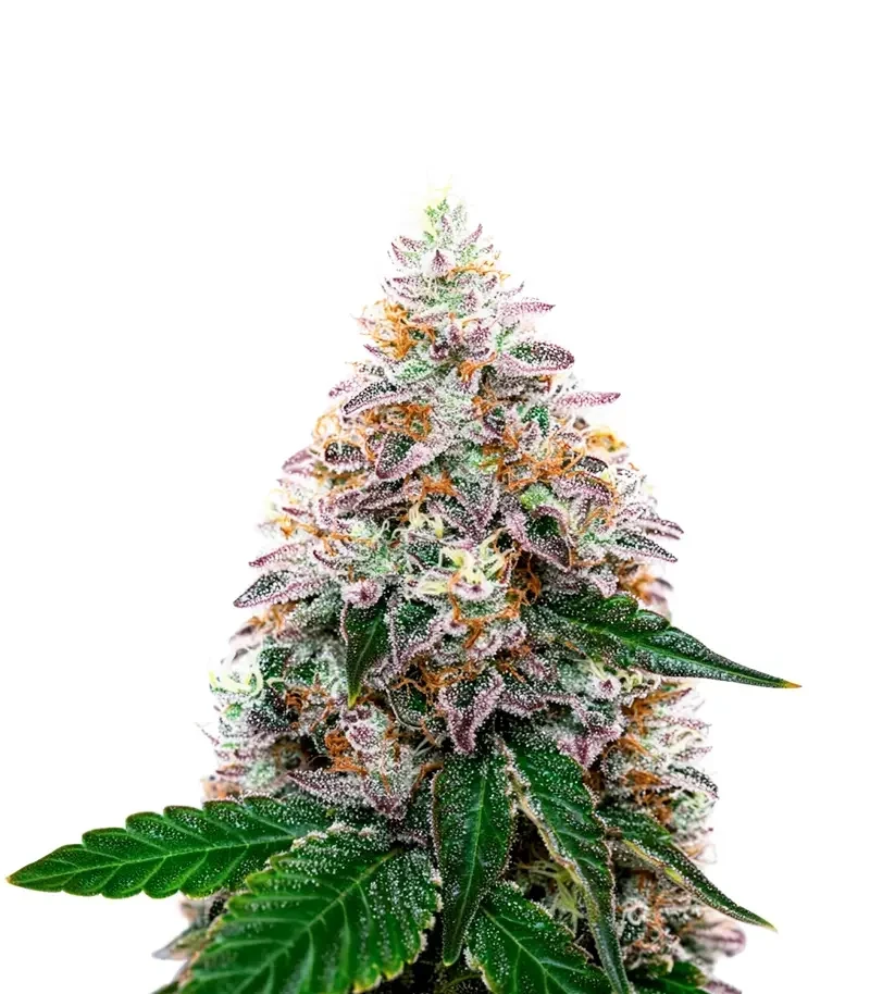Watermelon Punch Auto Seeds (Growers Choice)