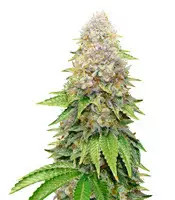 Graines de cannabis White OG (Karma Genetics)