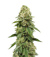 Biker Kush feminized seeds