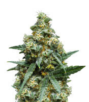 C99 feminized seeds