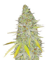 Graines de cannabis Chocolope Kush (DNA Genetics)