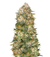 Graines de cannabis Critical Soma (Advanced Seeds)